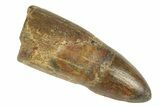 Rooted Crocodylomorph Tooth with Serrations - Morocco #248907-1